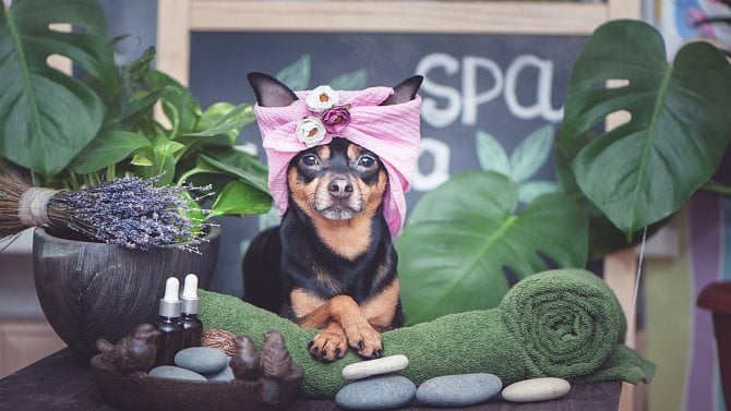 Byznys luxusních psích salónů: Nabízejí lázně, zábaly i aromaterapii