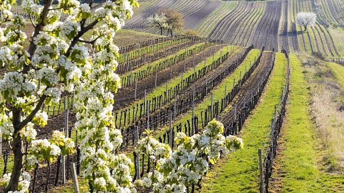 Konec vinařů v Čechách? Co přinese zvýšení spotřební daně za tichá vína?