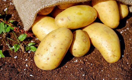 Soukromý zemědělec Prostějov, prodej konzumních brambor, zemní práce, výkopy
