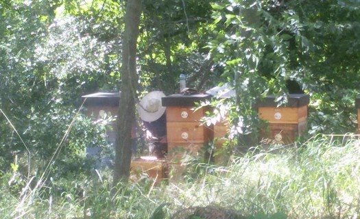 Med z Dobřeně okres Kutná Hora, domácí výroba medu, kvalitní a chutný med z domácí produkce