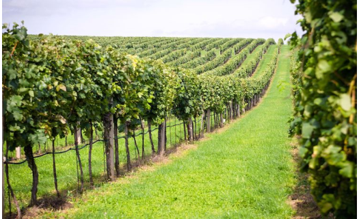 Vinařství a vinohradnictví Znojmo