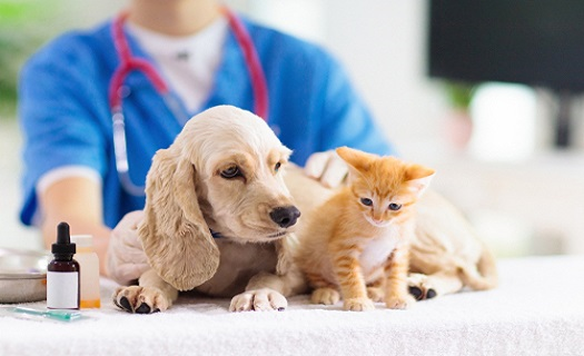 Veterinární léčba Praha, kompletní péče o malá zvířata, provádíme i náročné operace, prevence