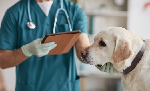Kompletní veterinární péče, očkování, prevence Bruntál