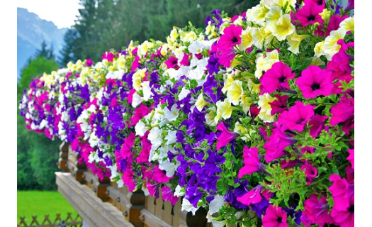 Letničky, balkonové květiny a bylinky na Vaši zahrádku i na balkon - Květinářství Kala