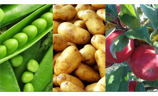 Pěstování a prodej obilovin, brambor, ovoce, zeleniny a možnost odlovu zvěře - Farma Vendolský s.r.o.