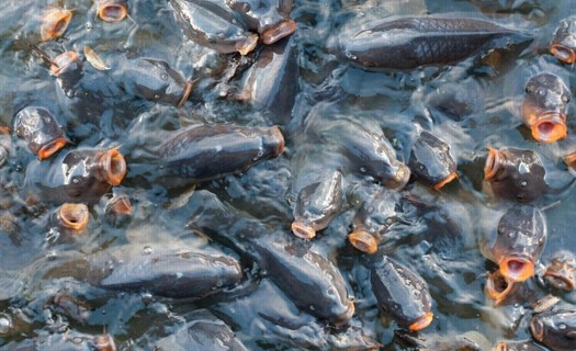 Chov a prodej sladkovodních ryb ze sádek Těšenov, prodejna Jihlava, prodej mořských ryb, čerstvé ryby