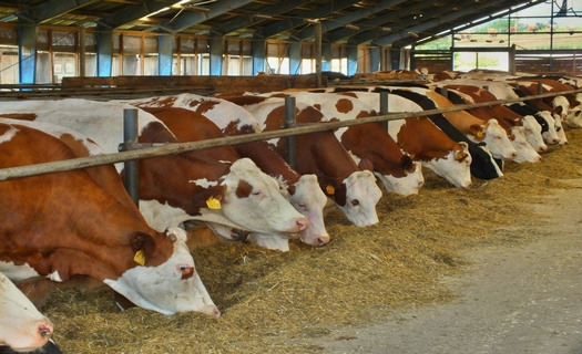 Živočišná výroba, chov dojnic s produkcí mléka a výkrm býků, Zemědělské družstvo Merklín u Přeštic