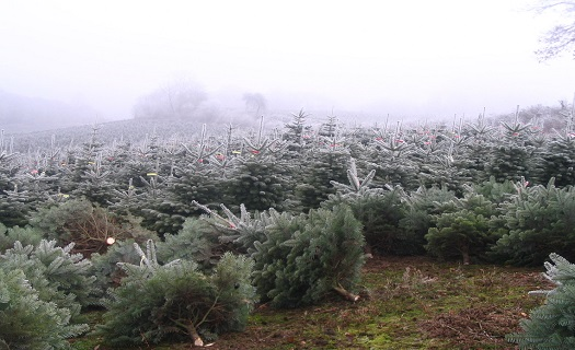 Vánoční stromky ze šumavských plantáží.
