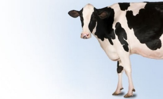 Milkpol, spolehlivý partner v oblasti mlékárenských produktů