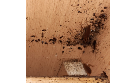 Dezinsekce a hubení švábů – odstranění a důsledná likvidace lezoucího a létajícího hmyzu