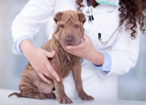 Veterinární vyšetření, RTG, SONO, prevence a očkování zvířat