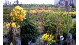 Sadové úpravy a návrhy zahrad - zahradnické práce, zahradnictví Opava