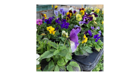 Balkonové rostliny a kytky, květiny do truhlíků Opava - muškát, maceška, surfinie, begonie a další