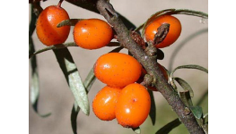 Prodej ovocné keře drobné ovoce rakytník řešetlákový Hippophae rhamnoides Liberec.