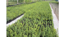 Pěstování lesních sazenice prostokořenných - prodej do lesních školek