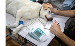 Stomatologické vyšetření, léčba a prevence onemocnění zubů a dásní psů a koček