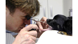 Bezbolestné veterinární vyšetření dýchacích cest včetně rentgenu psa i kočky - tracheoskopie Opava