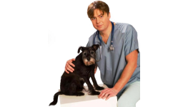 Čipování psů a koček Opava - špičkový veterinář, který spolehlivě očipuje Vaše zvíře