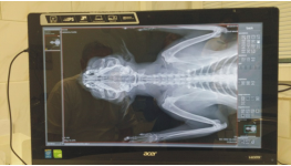 Profesionální veterinární klinika se špičkovým vybavením včetně digitálního rentgenu s přímou digitalizací