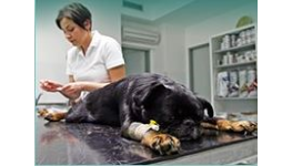 Veterinární klinika, ambulance, veterinář - komplexní veterinární péče