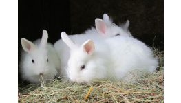 Špatná výživa může zakrslému králíkovi způsobit vážné zdravotní obtíže