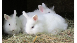 Péče a výživa zakrslých králíků - veterinární ordinace Česká Lípa