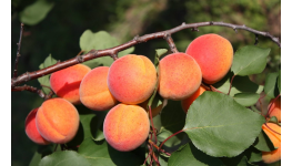 Prodej ovocných stromků a především kvalitně pěstovaných meruněk různých odrůd