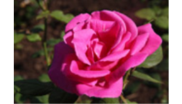 Prodej sazenic růží různých odrůd od českého pěstitele v Brně a okolí