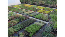 Zahradnictví Havlíček se zaměřuje na pěstování a prodej okrasných rostlin