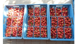 Přijďte si od června nasbírat čerstvé jahody a zakoupit domácí marmelády a zavařeniny