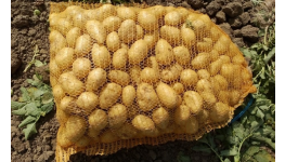 Prodej čerstvých brambor přímo od pěstitele - konzumní rané brambory, pozdní na uskladnění