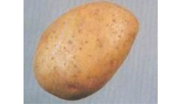 Prodej konzumní rané brambory - neklíčí při skladování, nízké ceny