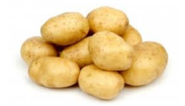 Prodej nových raných brambor za výhodné ceny