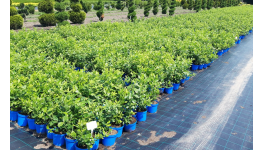 Kanadské borůvky v kontejnerech - prodej sazenic borůvek pro pěstování na zahradě i balkoně