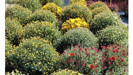 Vřesy, chryzantémy, rozchodníky i další podzimní květiny a trvalky v zahradnictví