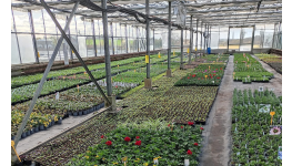 Balkonové květiny, letničky, trvalky, bylinky a sazenice vinné révy v zahradnictví