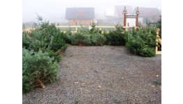 Velkoobchodní prodej živých vánočních stromků pro obchodní řetězce přímo z plantáže