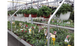Eshop rostlin – virtuální prohlídka Zahradnictví Petro Mělník