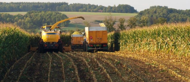 Kukuřice - porovnání jednotlivých hybridů