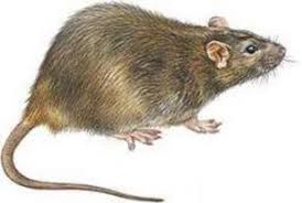 Hubení hmyzu hlodavců krys potkanů myší deratizace dezinsekce.