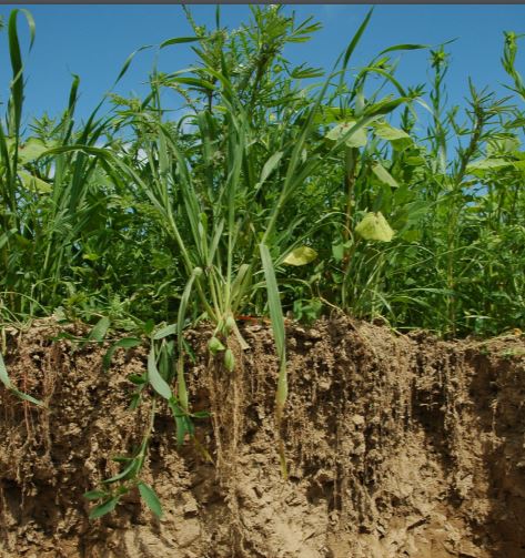 TerraLife směsi – zlepší kvalitu půdy a omezí choroby rostlin