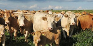Agrokomplex spol. s r.o., BIO chov hovězího dobytka