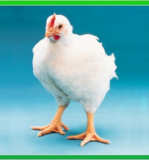 Drůbežárna XAVEROV, a.s., jednodenní kuřata, násadová vejce, chov slepic