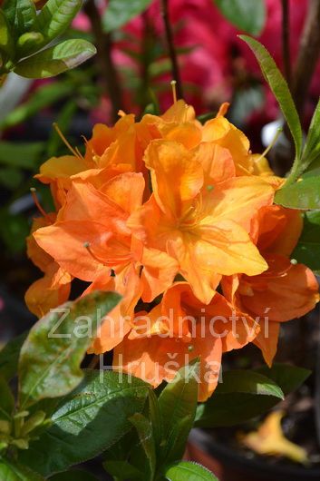 Prodej novinky v sortimentu azalky, rhododendrony a vřesovištní rostliny