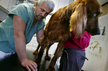 Kvalitní zdravotní péče pro domácí zvířata