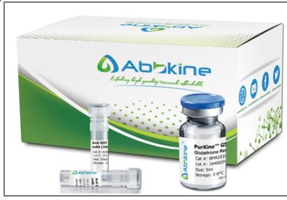 Novinka od výrobce Abbkine – kity určené k purifikaci a primární i sekundární protilátky