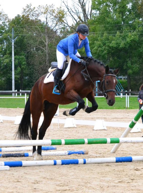 Koně na prodej Nebanice – sportovní, hobby, chovní