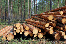 Výkup dřeva, kulatiny, kmenů, palivového dřeva, vysoké výkupní ceny