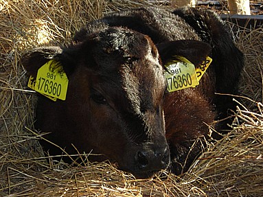 Odchov plemenných býků, prodej plemenného skotu na produkci masa