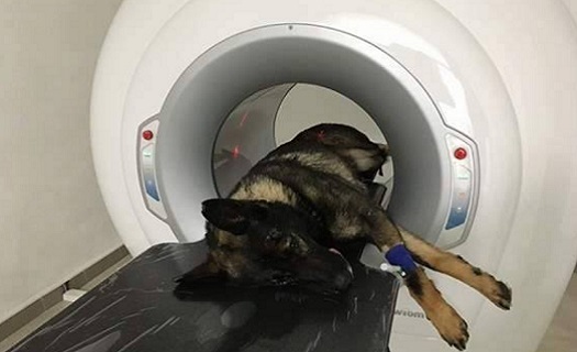 CT počítačová tomografie pro psy a kočky ve špičkovém 3D a 5D zobrazení
